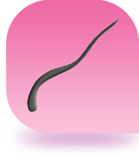 STRIPLASH ADHESIVE DARK TONE